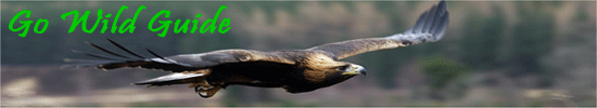 Golden Eagle - Picture Courtesy of Craig Churchill - www.craigchurchill.co.uk