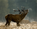 Red Deer - Picture Courtesy of Craig Churchill - www.craigchurchill.co.uk
