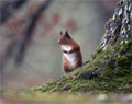 Red Squirrel - Picture Courtesy of Craig Churchill - www.craigchurchill.co.uk