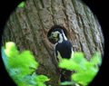 Greater Spotted Woodpecker